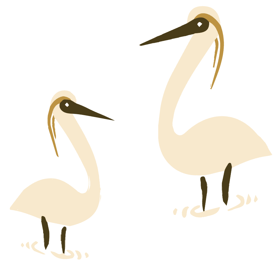 Illustration de deux hérons qui se font face, les pattes dans l'eau.
